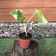 Monstera Deliciosa Alba variegata Монстера варієгатна, висота 40-50см, горщик 22" - зображення 4