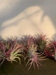 Тилландсия атмосферная Tillandsia, 15-25см - изображение 5