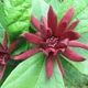 Гвоздикове дерево Калікант Calycanthus floridus, висота 40 см, горщик 17 (RG276) - изображение 2