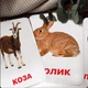Карточки Домана ''Домашние животные'' на русском языке, в наборе 15 карточек - изображение 3