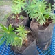Саджанці Люпин Russel Hybrids blue - зображення 4
