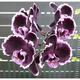 Орхидея (нецветущий подросток) TopDreams Phal 5021 Summer Breath, квіти 7 см, 1.7 (мох) - изображение 1