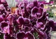 Орхидея (нецветущий подросток) TopDreams Phal 5021 Summer Breath, квіти 7 см, 1.7 (мох) - изображение 4
