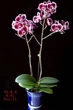 Орхидея (нецветущий подросток) TopDreams Phal 5021 Summer Breath, квіти 7 см, 1.7 (мох) - изображение 6
