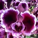 Орхидея (нецветущий подросток) TopDreams Phal 5021 Summer Breath, квіти 7 см, 1.7 (мох) - изображение 8