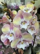 Орхидея (нецветущий подросток) TopDreams Phal N5303 Unicorn Єдиноріг біг ліп, квіти 10 см, 1.7 (мох) - изображение 5