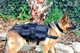 Тактическая шлея-жилет Derby Heavy Duty для собак с сумками для дрессировки XL Черный - изображение 3