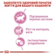 Влажный корм Royal Canin Kitten Sterilised для стерилизованных котят от 6 до 12 месяцев кусочки в соусе 85г КОМПЛЕКТ 12шт - изображение 2
