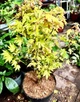 Японский клен (Japanese maple) Orange Dream,140-150 см, горшок ⌀33 - изображение 1