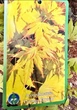 Японский клен (Japanese maple) Orange Dream,140-150 см, горшок ⌀33 - изображение 4