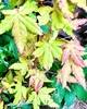 Японский клен (Japanese maple) Orange Dream,140-150 см, горшок ⌀33 - изображение 5