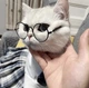 Окуляри для собак Pet Style 8 см Райдужні Зелені - зображення 2