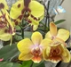Орхідея (підліток зараз без квітів) TopDreams фаленопсис Phal. FRAGRANT_Versaco© 1.7 (торфстакан) PARFUM - изображение 3