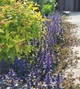 Живучка повзуча Атропурпуреа (Ajuga reptans Atropurpurea) поділка - зображення 2