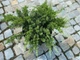 Можжевельник казацкий Tamariscifolia 10л - изображение 2