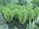Ялівець китайський Stricta - зображення 3