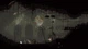 Rain World Xbox One Xs Ключ - изображение 4