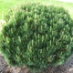 Саджанці Сосни гірської Мугус (Pinus mugo Mughus) Р9 - зображення 4