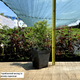 Саженцы Туи западной Голден Смарагд (Thuja occidentalis Golden Smaragd) Р9 - изображение 2