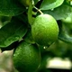 Саджанці Лайму Звичайного (Calx Aurantiifolia) - зображення 1