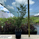 Саженцы Туи западной Брабант (Thuja occidentalis Brabant) Р9 - изображение 4