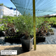 Саженцы Сосны горной карликовой Ротундата (Pinus Mugo - Rotundata) Р9 - изображение 2