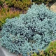 Саженцы Можжевельника китайского Блю Альпс (Juniperus chinensis Blue Alps) Р9 - изображение 1