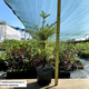 Саджанці Ялиці бальзамічної (Abies balsamea) Р9 - зображення 2