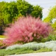 Саджанці Мюленбергії волосовидної (Muhlenbergia reverchonii) Р9 - зображення 6
