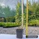 Саженцы Спиреи японская Голдфлейм (Spiraea japonica Goldflame) Р9 - изображение 3