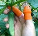 Секатор на большой палец 5 см - изображение 4