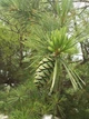 Сосна Арманда семена (10 шт) (Pinus armandii) белая китайская кедровая сосна Армана - изображение 8
