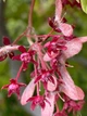 Клён японский семена (10 шт) (Acer japonicum) пальмолистный - изображение 4