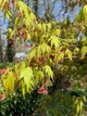 Клён японский семена (10 шт) (Acer japonicum) пальмолистный - изображение 5