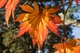 Клён японский семена (10 шт) (Acer japonicum) пальмолистный - изображение 6