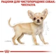 Сухой корм для щенков чихуахуа Royal Canin Chihuahua Puppy 500 г 24380051 - изображение 6