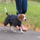 Комбінезон Pet Fashion Rain для собак сірий M2 - изображение 5