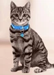 Ошейник для собак и котов с колокольчиком (19-32 cm) Blue (синий) - изображение 5