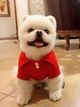 Футболка для котів Pet Style "Поло" Червона M - зображення 3