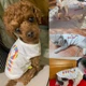 Майка для котів Pet Style "Love" Біла XS - зображення 4