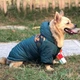 Курточка с капюшоном для собак Pet Style "Jacket" Зеленая S - изображение 3