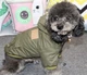 Парка для котов и кошек Pet Style "ParisDog Republic" Хаки S - изображение 4