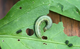 Феромонная ловушка на томатную совку-Spodoptera exigua (ловушка + феромон) - изображение 4