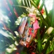 Woda perfumowana damska Victoria's Secret Very Sexy Now 100 ml (667558717394) - obraz 4