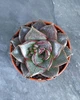Суккулент Эхеверия китайская (Echeveria Chinesis | Dionysos/ Purpusorum) - изображение 1