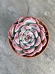 Сукулент Ехеверія Парва (Echeveria Parva x Lindsayana) D5 см (8350) - зображення 1