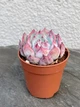 Сукулент Ехеверія Парва (Echeveria Parva x Lindsayana) D5 см (8350) - зображення 2