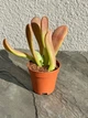 Суккулент Каланхоэ Орикула (Kalanchoe Oricula) D5 см (7956) - изображение 1