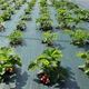 Агротканина Agreen 85 г/м² 0.4х50м чорна A100648 - изображение 4