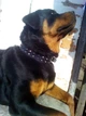Нашийник для собаки шкіряний з шипами Lockdog, Д 41-51 см, Ш 6 см (ld064_L) - зображення 4